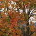 Looks like I'm in love with our maple tree by bruni