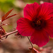 Red Flower! by rickster549