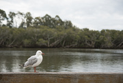 5th Nov 2019 - Solitary gull