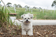 6th Nov 2019 - Dog at park