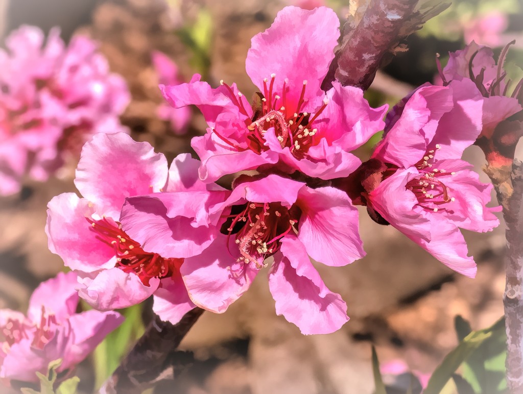 Peach blossoms  by ludwigsdiana
