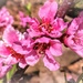 Peach blossoms  by ludwigsdiana