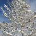 Snowy Branches by harbie