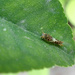 Early-instar "birds-dropping" caterpillar  by ingrid01