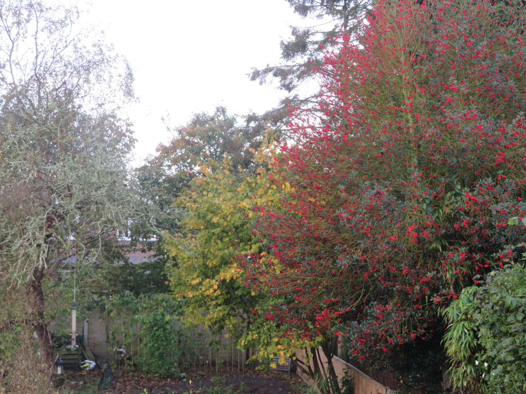 Autumn from my window by lellie