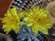 6th Nov 2019 - Yellow chrysanthemums.