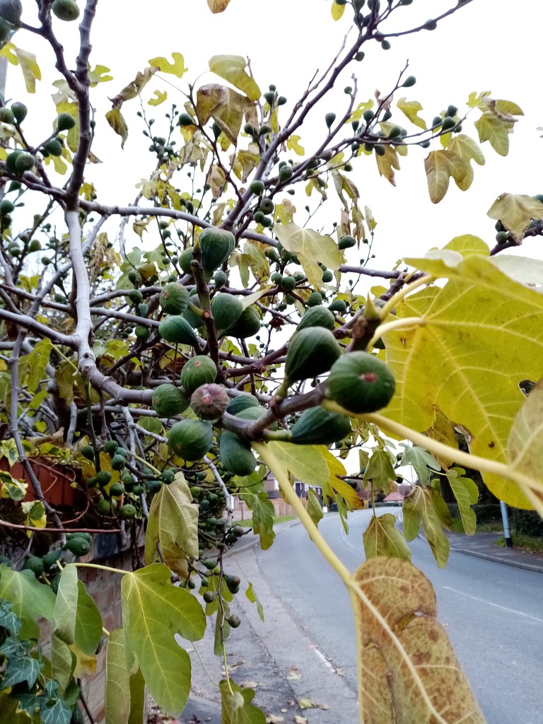 Figs by g3xbm