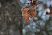 3rd Nov 2019 - Day307: All the Leaves are Brown...