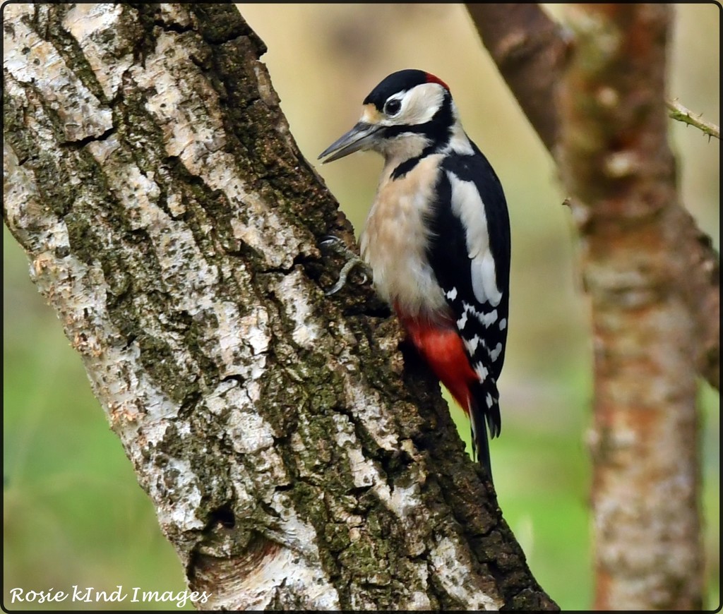 RK3_5177 Woody woodpecker by rosiekind