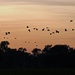  Magpie Geese at Sunrise over South Alligator River by judithdeacon