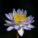 Water Lily   by judithdeacon