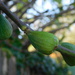 Figs still hanging in there by 365anne