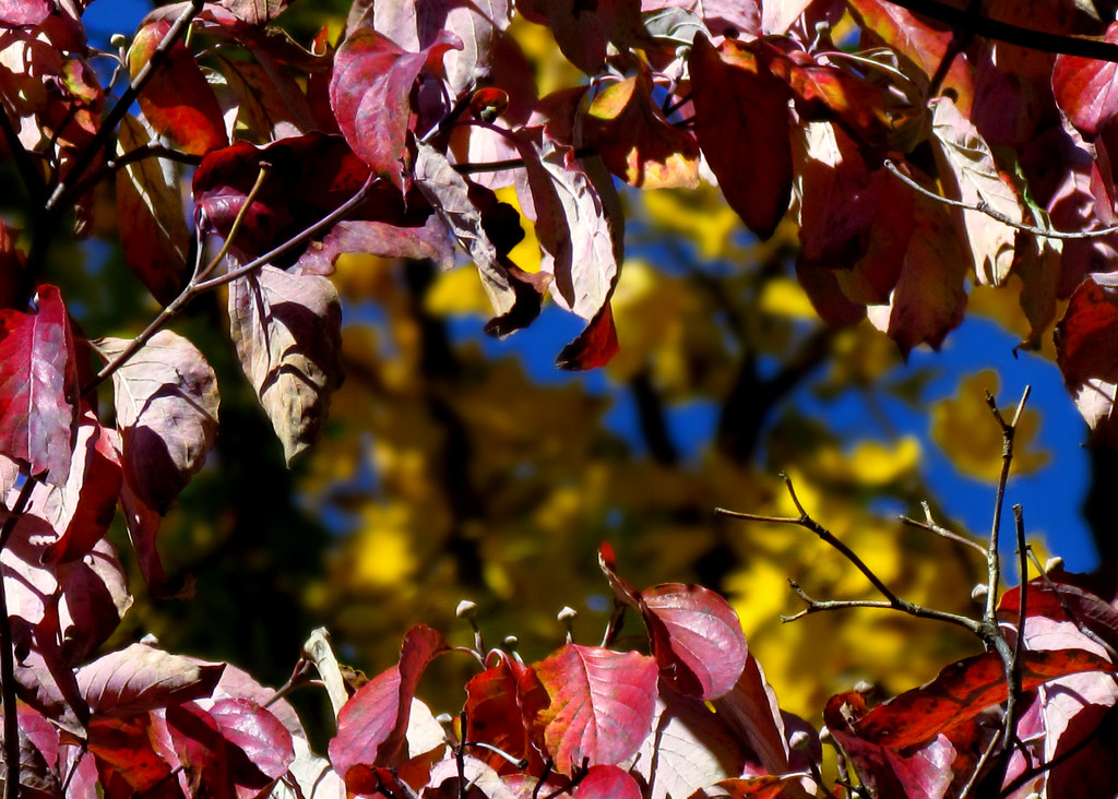 Dogwood Tree Window by glimpses