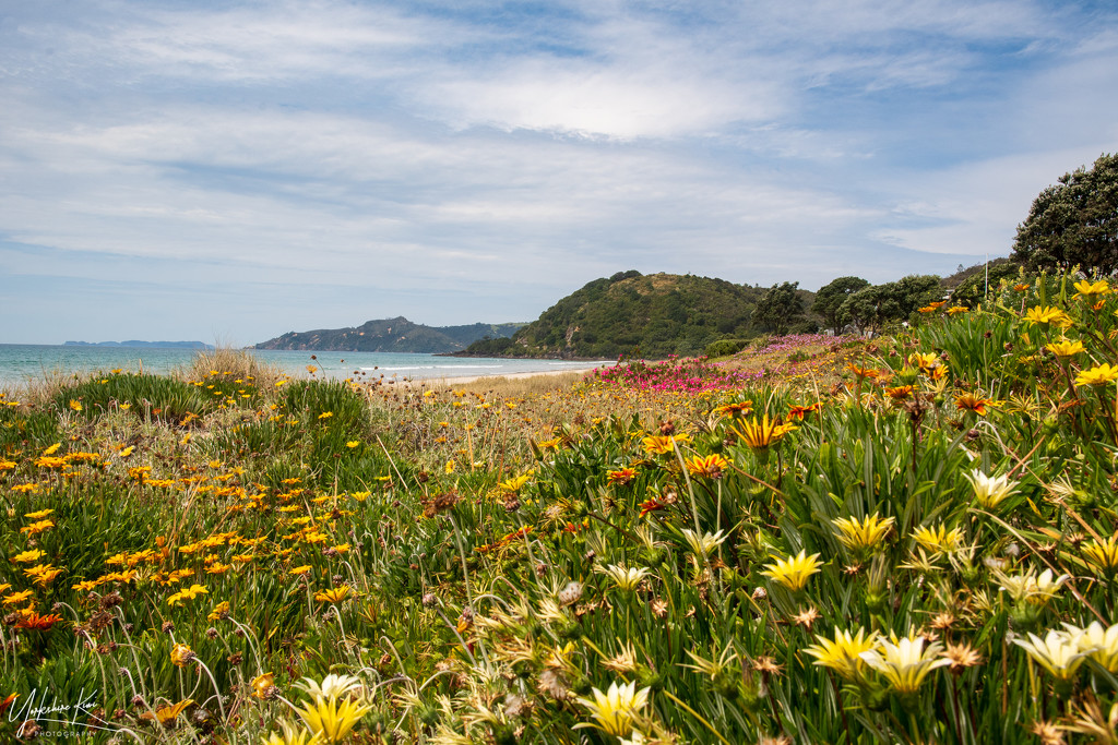 Matarangi Beach by yorkshirekiwi