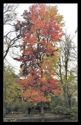 31st Oct 2019 - Arboretum Colours  2