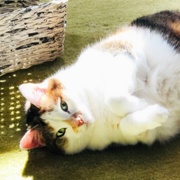 5th Nov 2019 - Pearly Loves The Sun