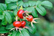 29th Oct 2019 - Rose hips