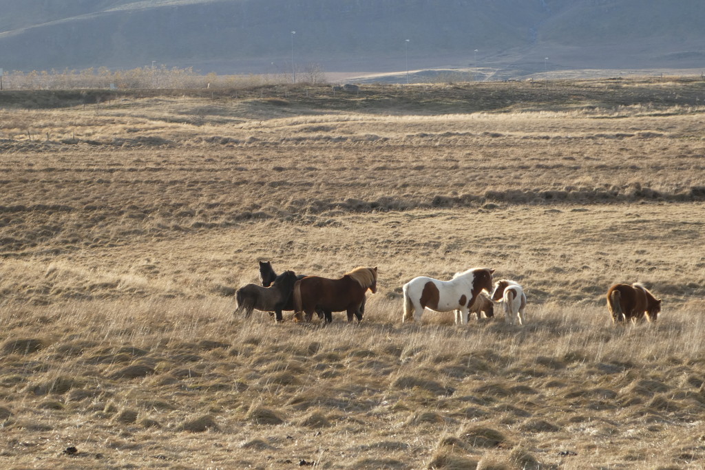 Icelandic horses by anniesue