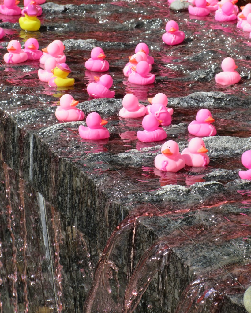 October 2: Pink Duck Waterfall by daisymiller