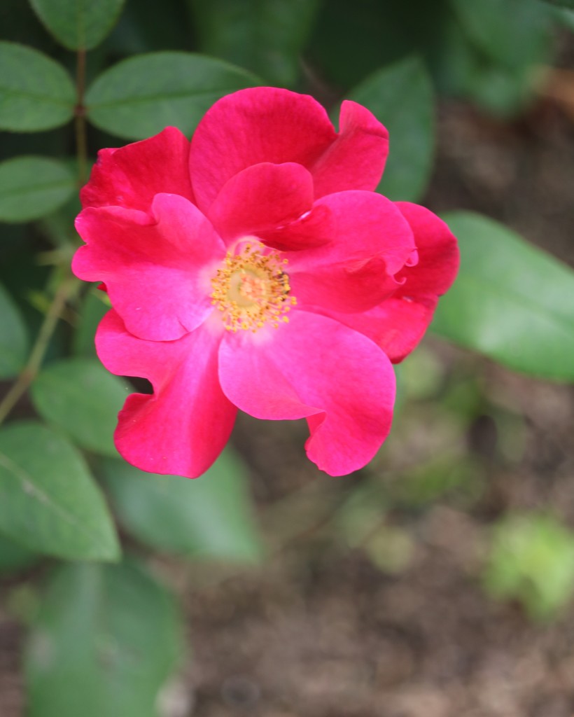 October 3: Rose by daisymiller