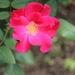 October 3: Rose by daisymiller