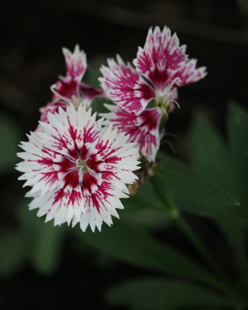 October 5: Dianthus by daisymiller