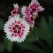 October 5: Dianthus by daisymiller