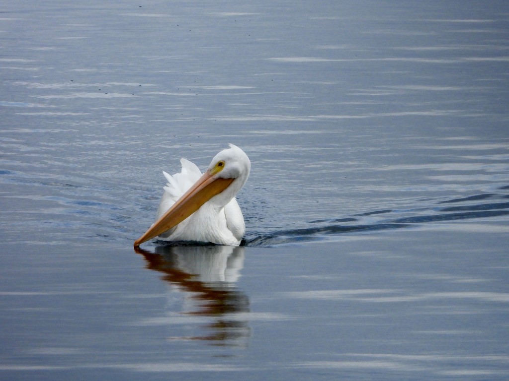 Pelican2 by amyk