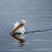 Pelican2 by amyk
