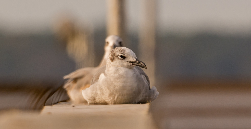 Lazy Morning Seagulls! by rickster549