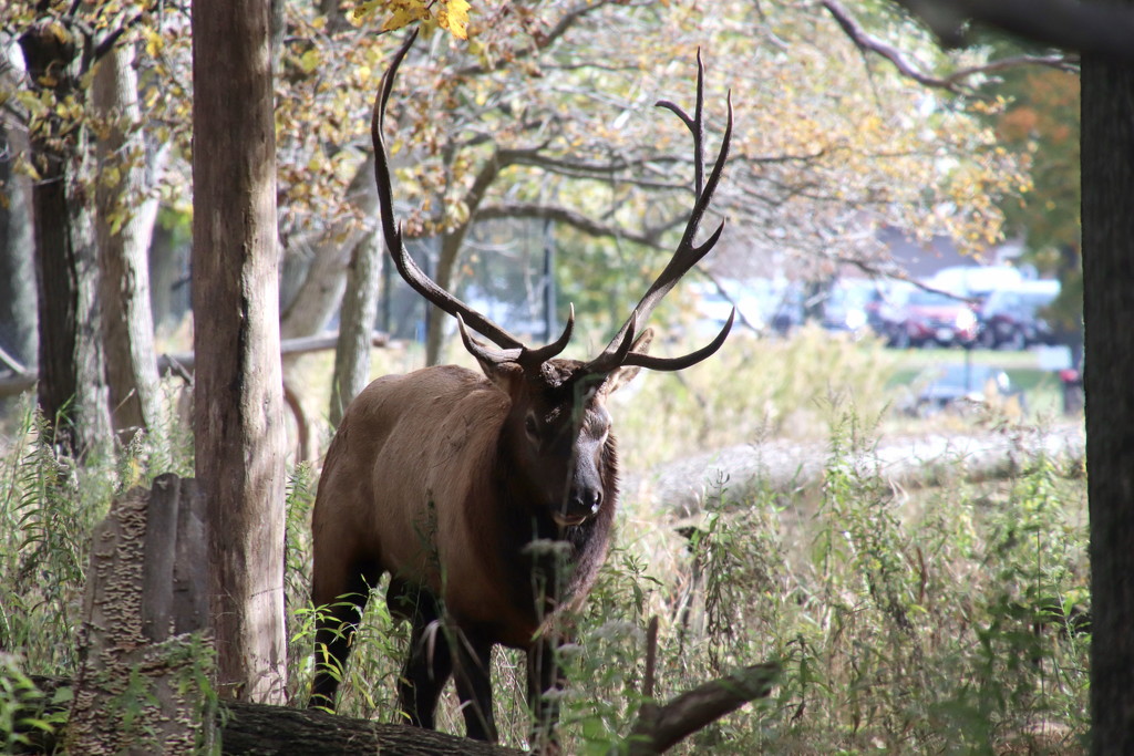Elk by randy23