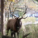 Elk by randy23