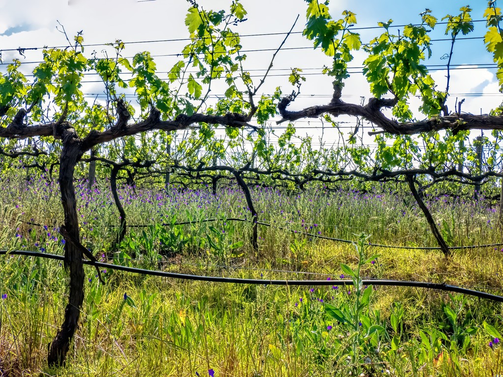 The neglected vineyard by ludwigsdiana