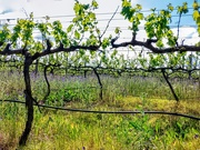 7th Nov 2019 - The neglected vineyard