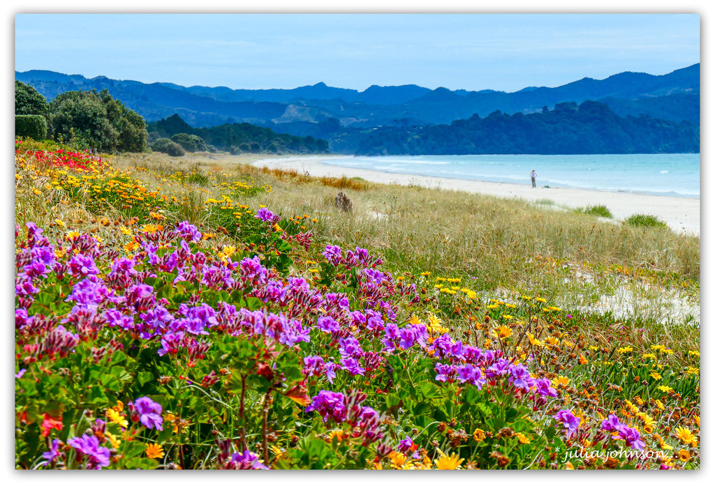 Matarangi Beach Flowers.. by julzmaioro
