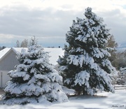 6th Nov 2019 - Snowy Pines