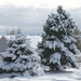 Snowy Pines by harbie