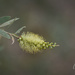 bush native flower by ulla