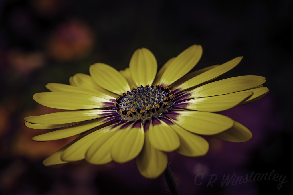 Yellow Daisy by kipper1951