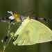 Today a sulphur butterfly by photographycrazy