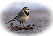 7th Nov 2019 - Pied Wagtail