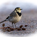 Pied Wagtail by stevejacob
