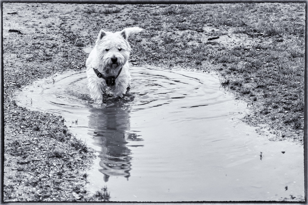Get out of the puddle George!! by pamknowler