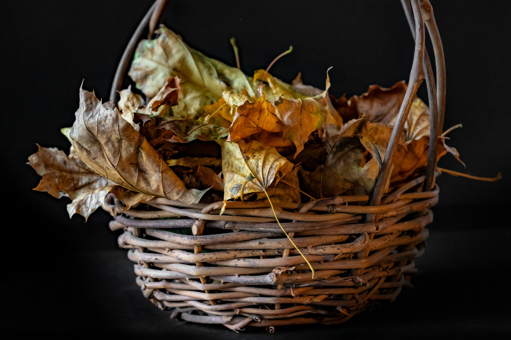 dried leaves by jernst1779
