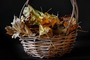 7th Nov 2019 - dried leaves