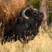 Bison by danette