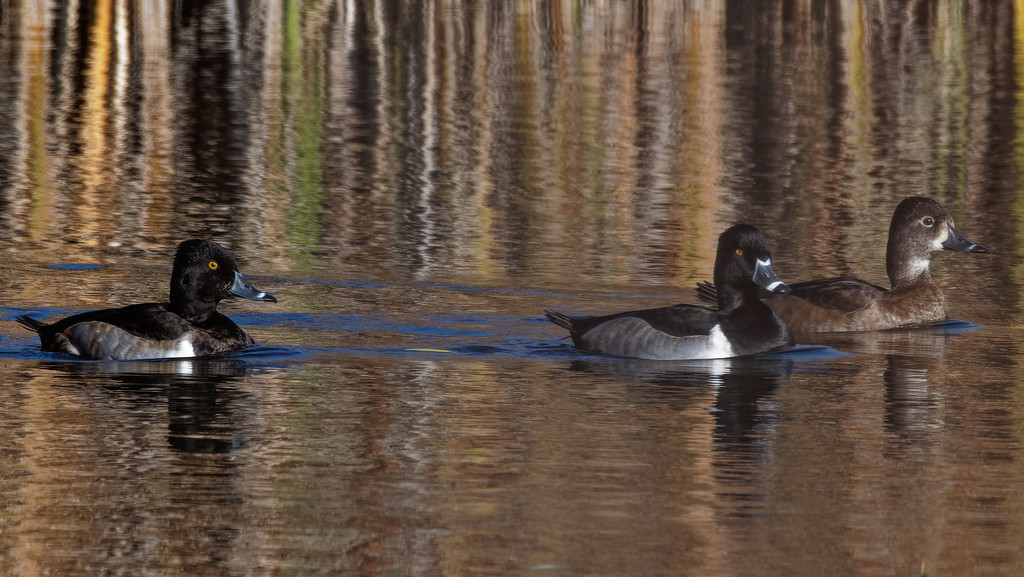 Ring-necked ducks by rminer