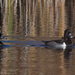 Ring-necked ducks by rminer