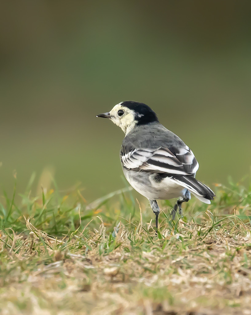white wagtail  by shepherdmanswife
