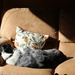 1026_3986 napping in the sunshine. by pennyrae